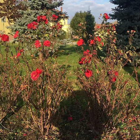 Oda ve Kahvaltı Mamre Szallo *